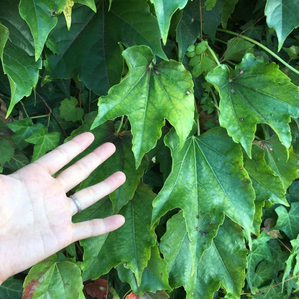 f:id:mashley_slt:20180822231004j:plain