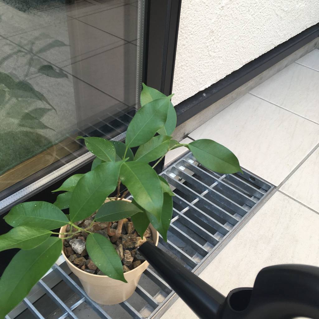 f:id:mashley_slt:20181218225607j:plain