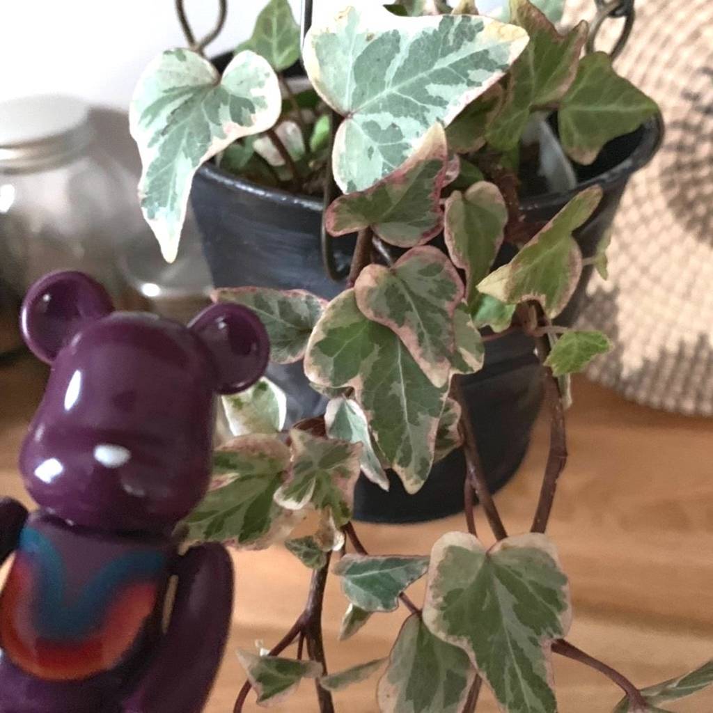 f:id:mashley_slt:20181218235715j:plain