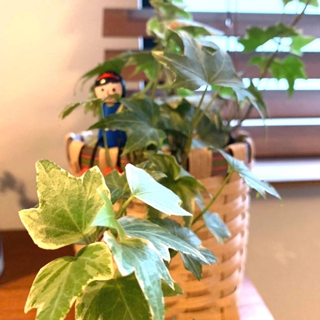 f:id:mashley_slt:20181218235823j:plain