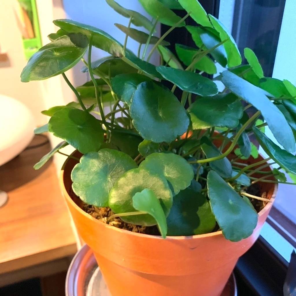 f:id:mashley_slt:20181219000139j:plain