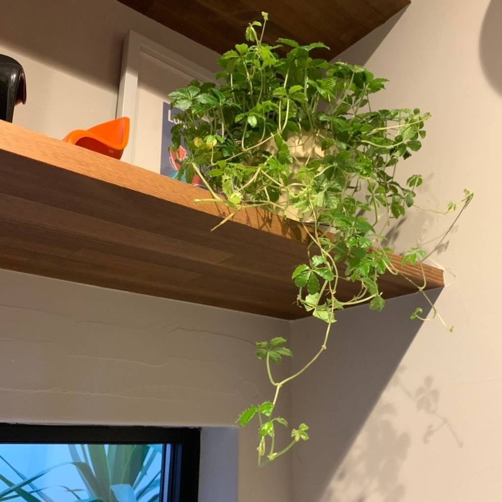 f:id:mashley_slt:20181219000244j:plain