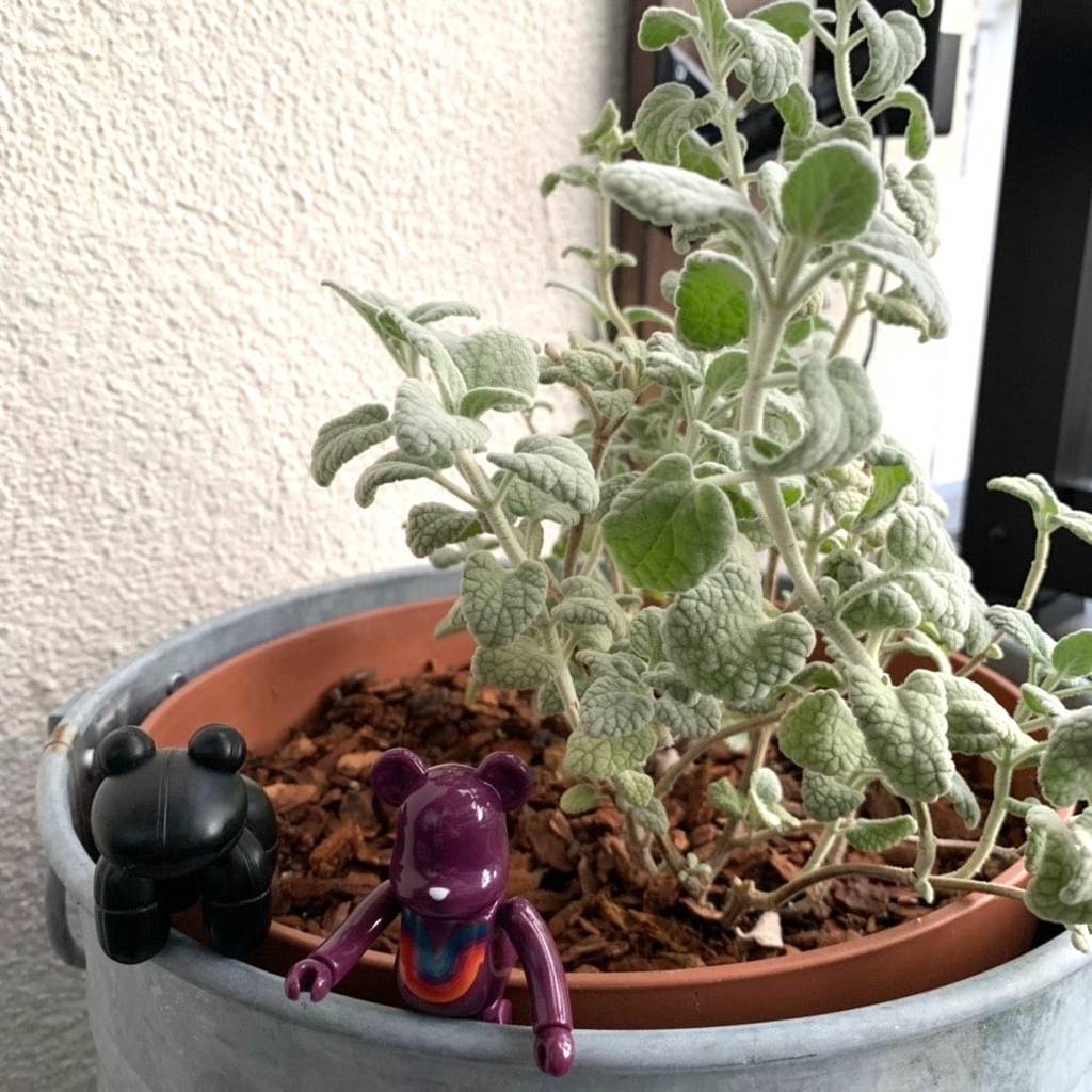 f:id:mashley_slt:20181219000404j:plain