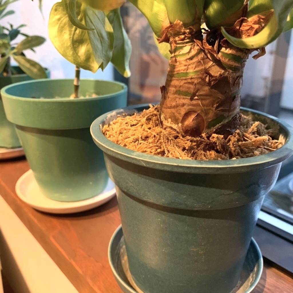 f:id:mashley_slt:20181219000440j:plain