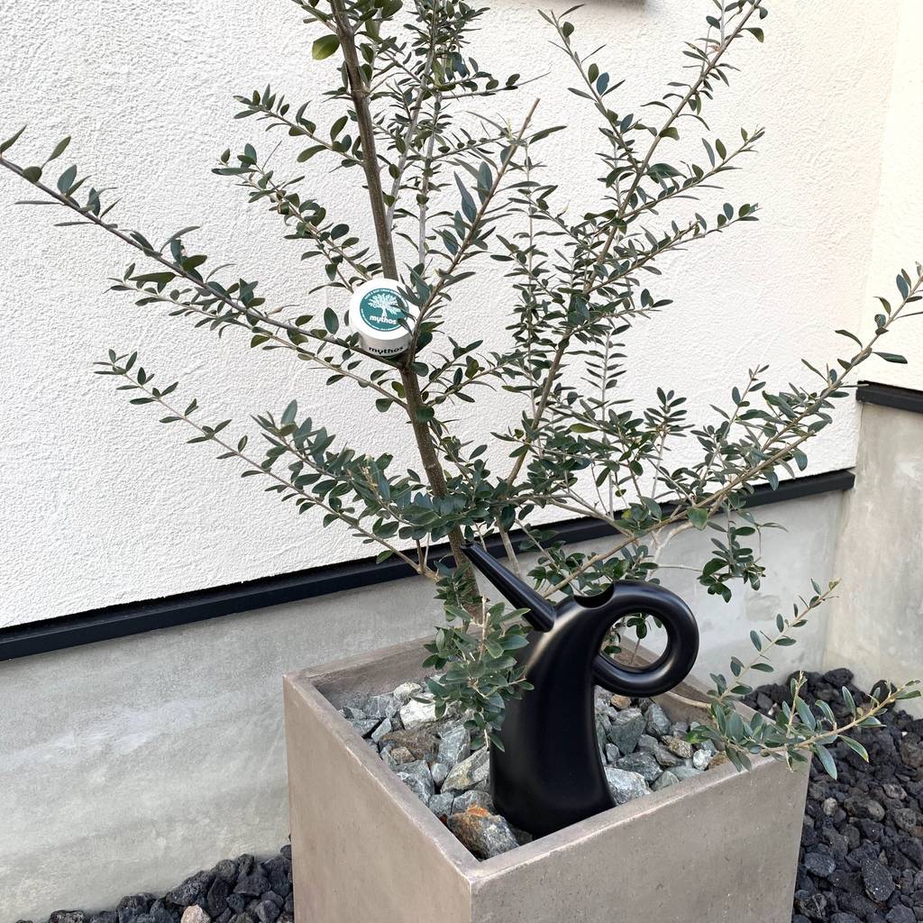 f:id:mashley_slt:20190107165152j:plain