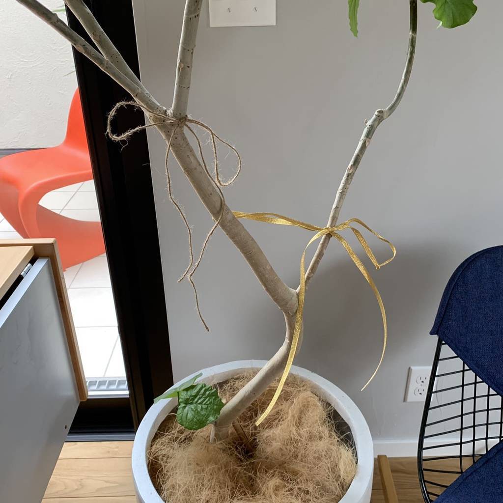 f:id:mashley_slt:20190225180326j:plain