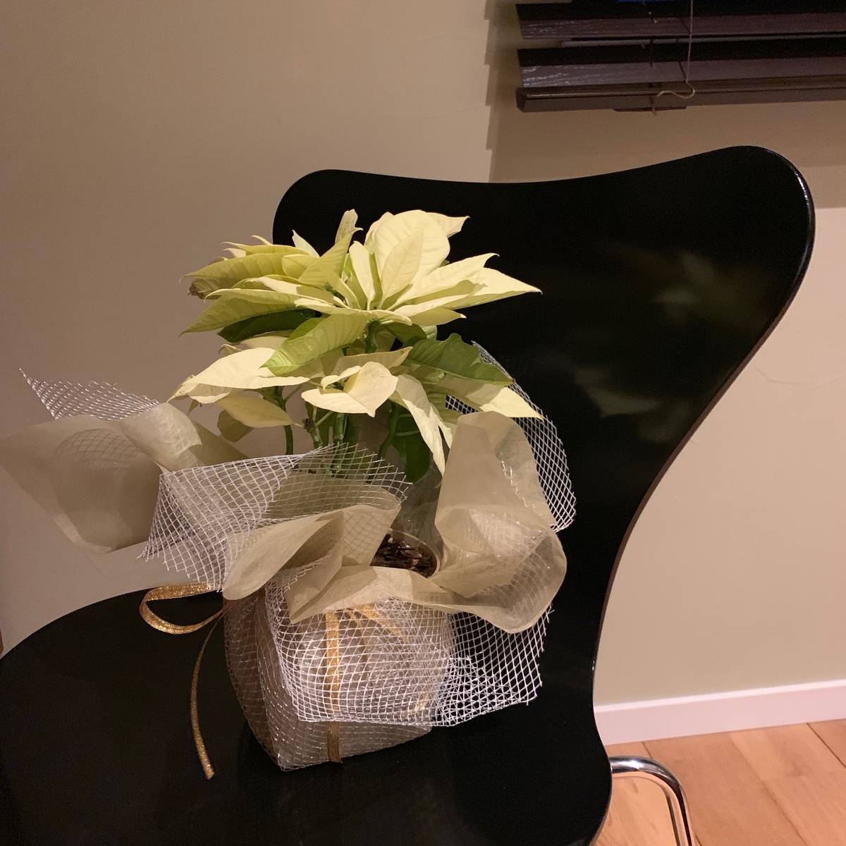 f:id:mashley_slt:20190319190712j:plain