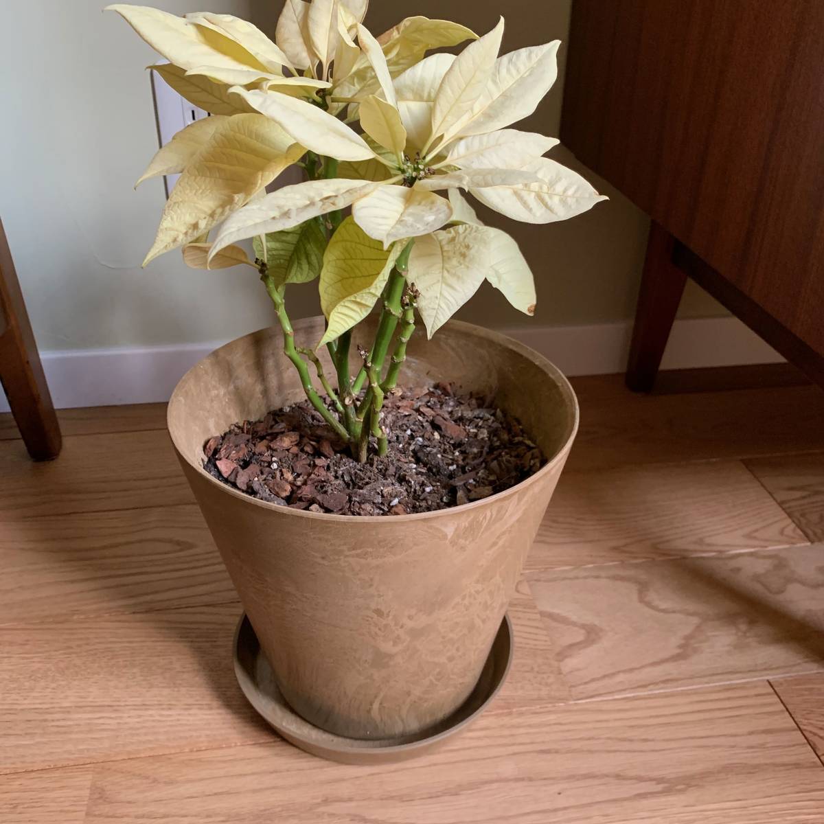 f:id:mashley_slt:20190319224304j:plain