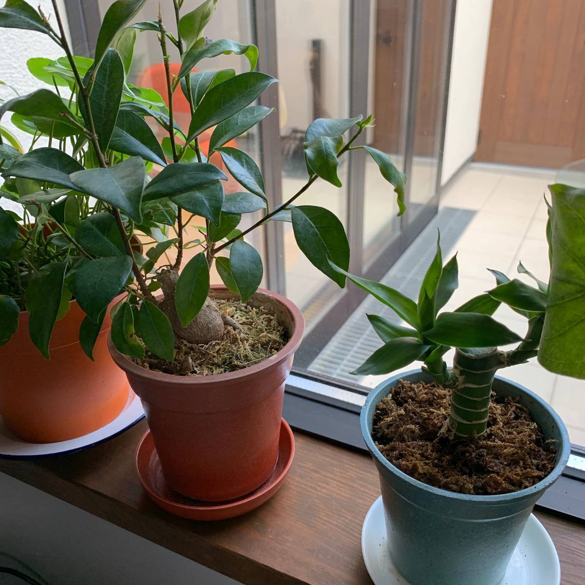 f:id:mashley_slt:20190319224734j:plain
