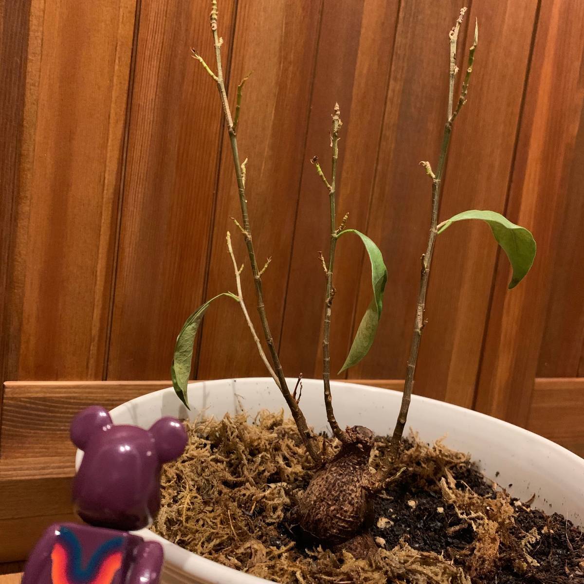 f:id:mashley_slt:20190319232651j:plain