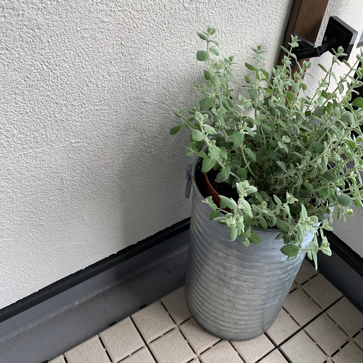 f:id:mashley_slt:20190425234312j:plain