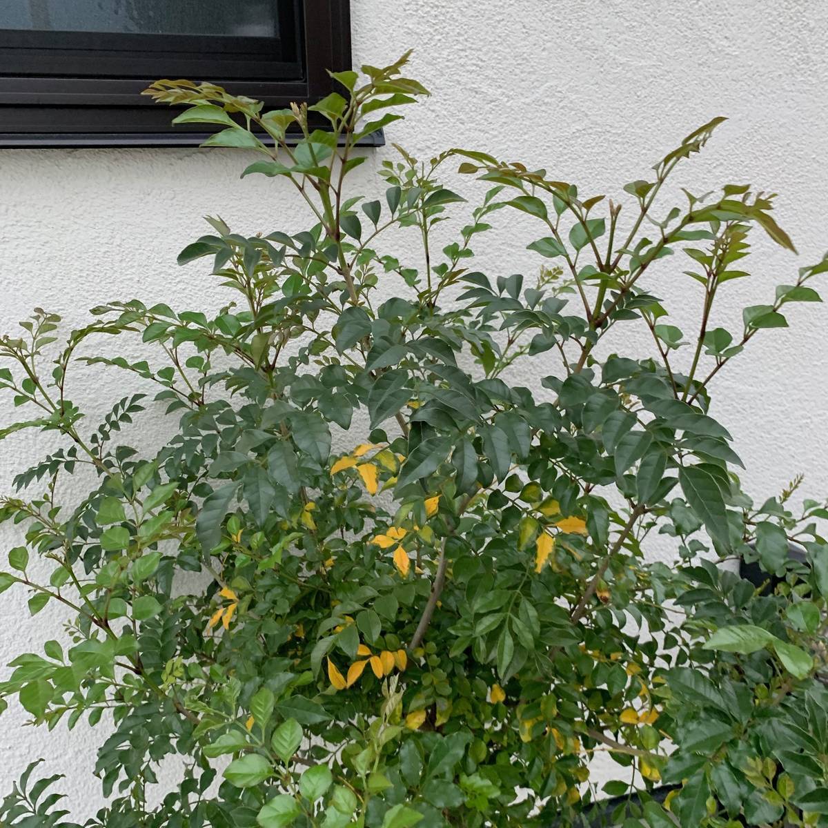 f:id:mashley_slt:20190425234511j:plain