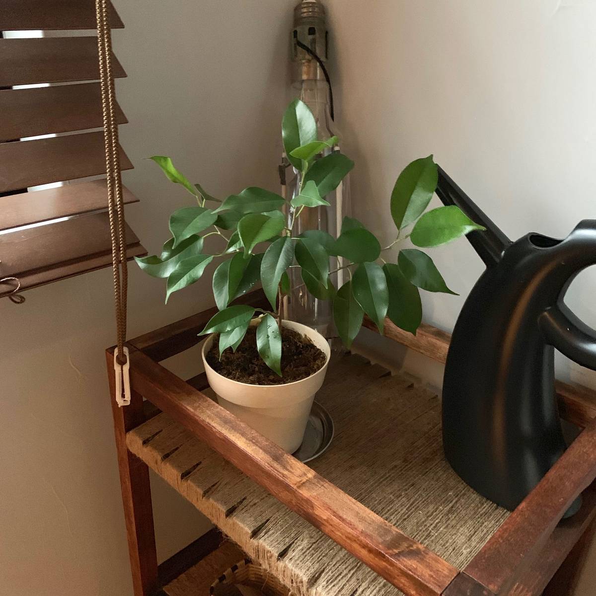 f:id:mashley_slt:20190425234856j:plain