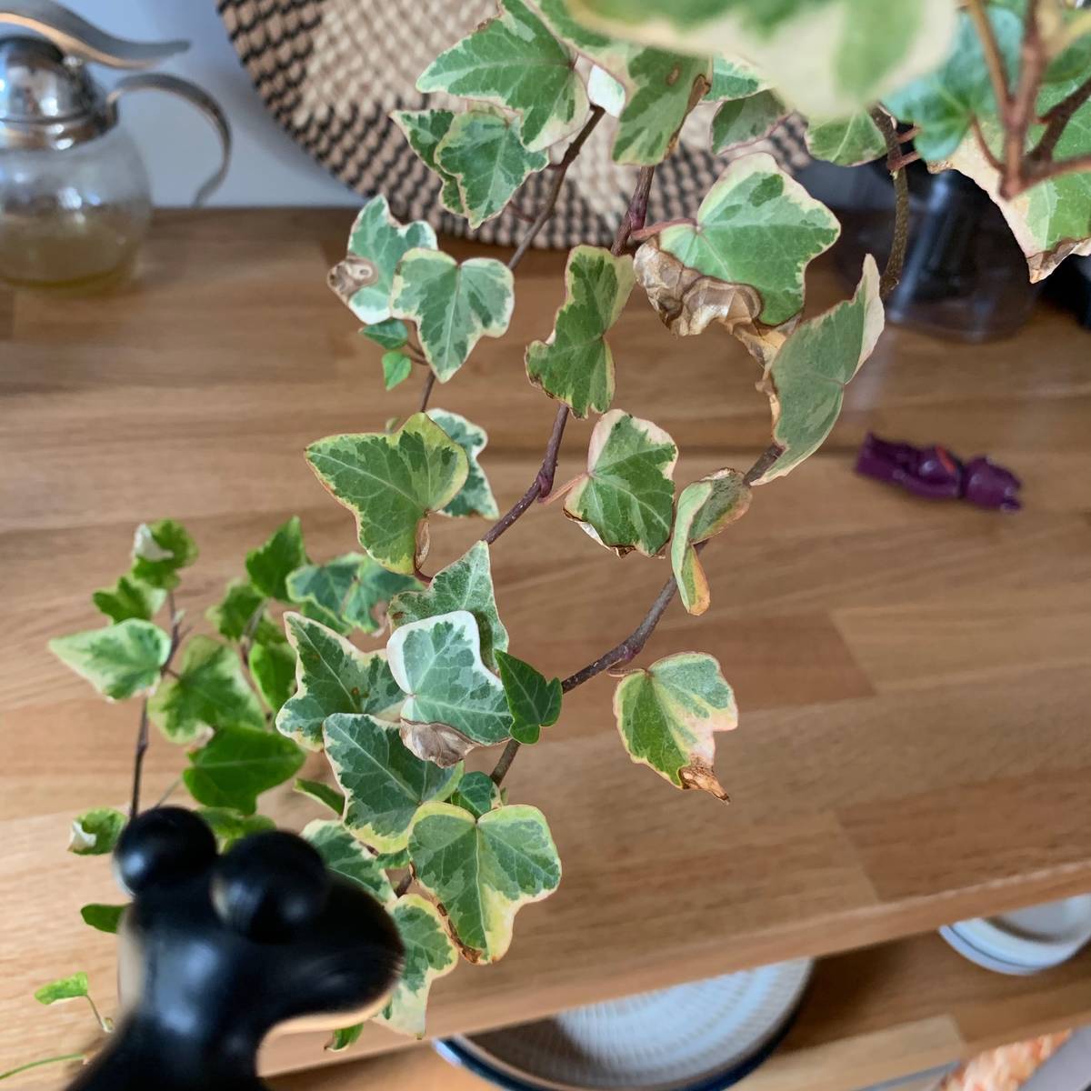 f:id:mashley_slt:20190426000739j:plain