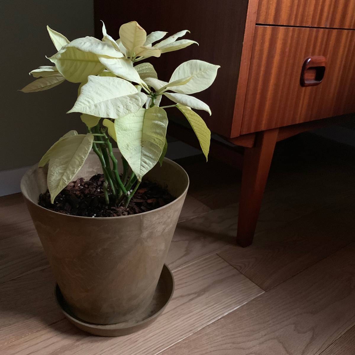 f:id:mashley_slt:20190426000814j:plain