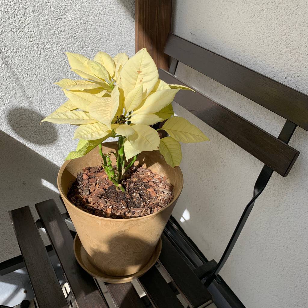 f:id:mashley_slt:20190426001318j:plain