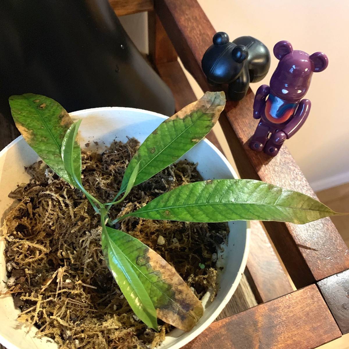 f:id:mashley_slt:20190426002030j:plain