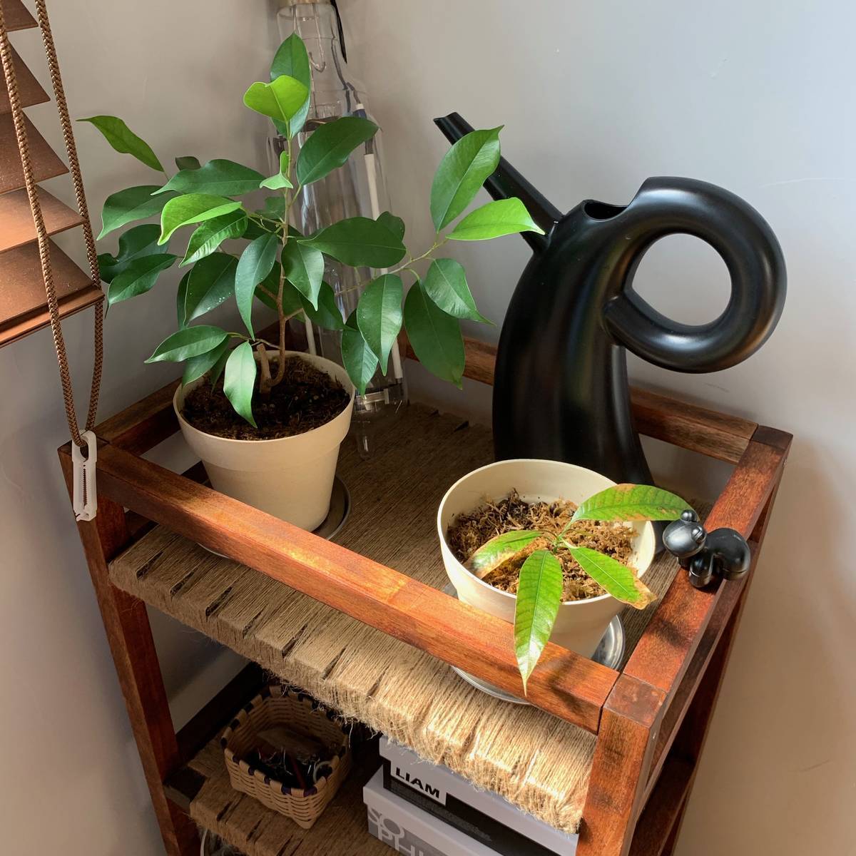 f:id:mashley_slt:20190426002101j:plain