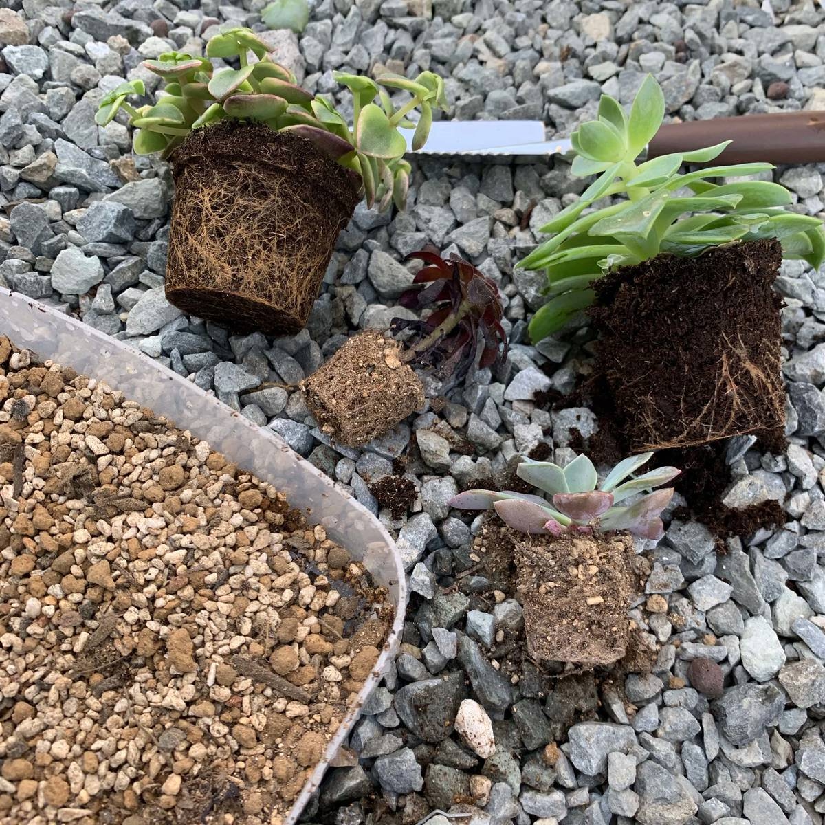 f:id:mashley_slt:20190514000624j:plain