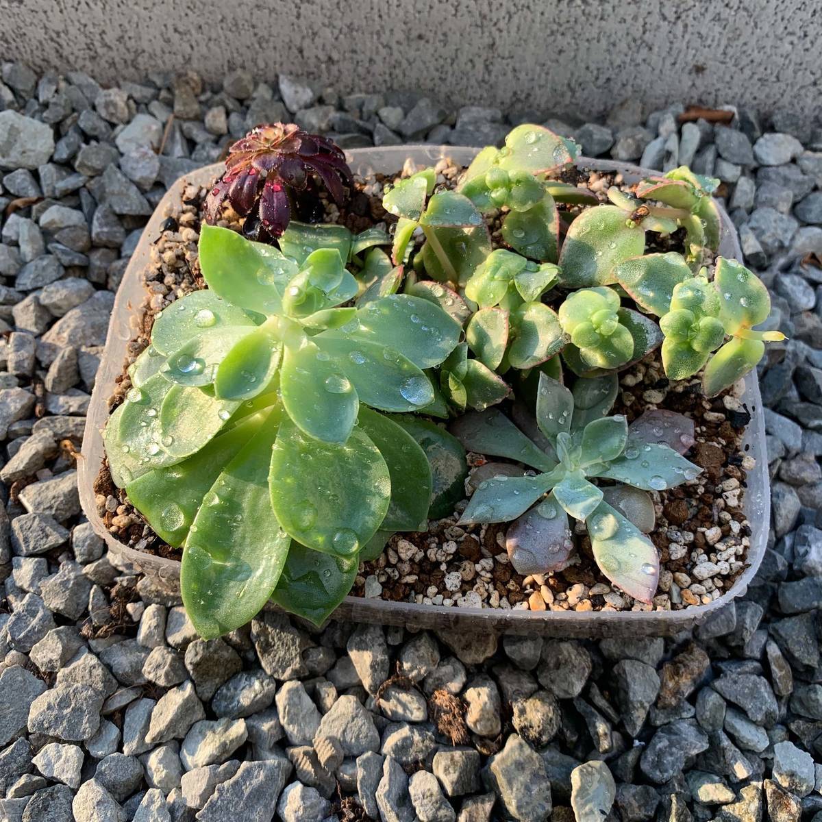 f:id:mashley_slt:20190514000755j:plain