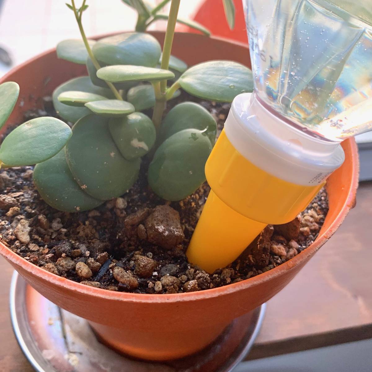 f:id:mashley_slt:20190624221104j:plain