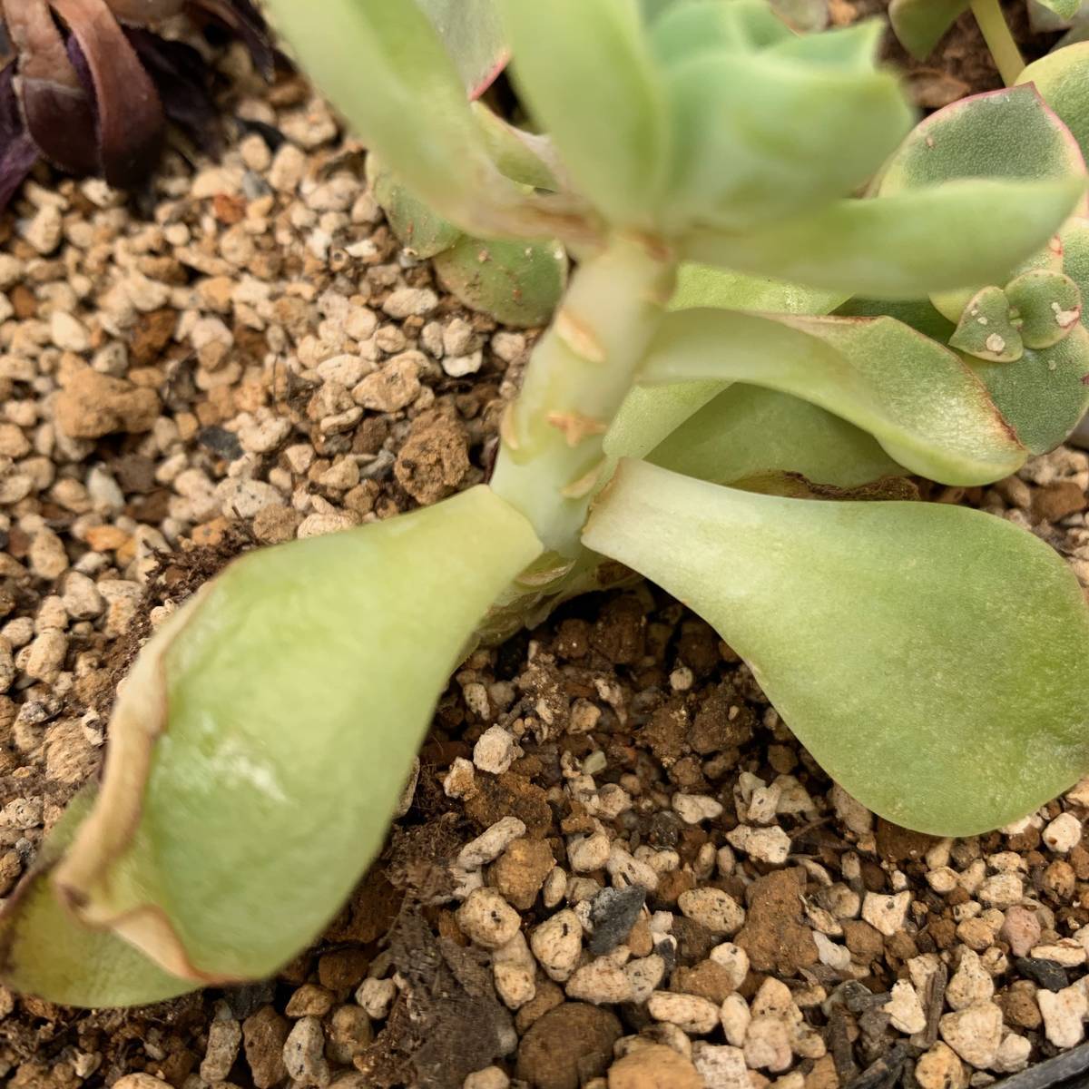 f:id:mashley_slt:20190721220618j:plain f:id:mashley_slt:20190721220618j:plain