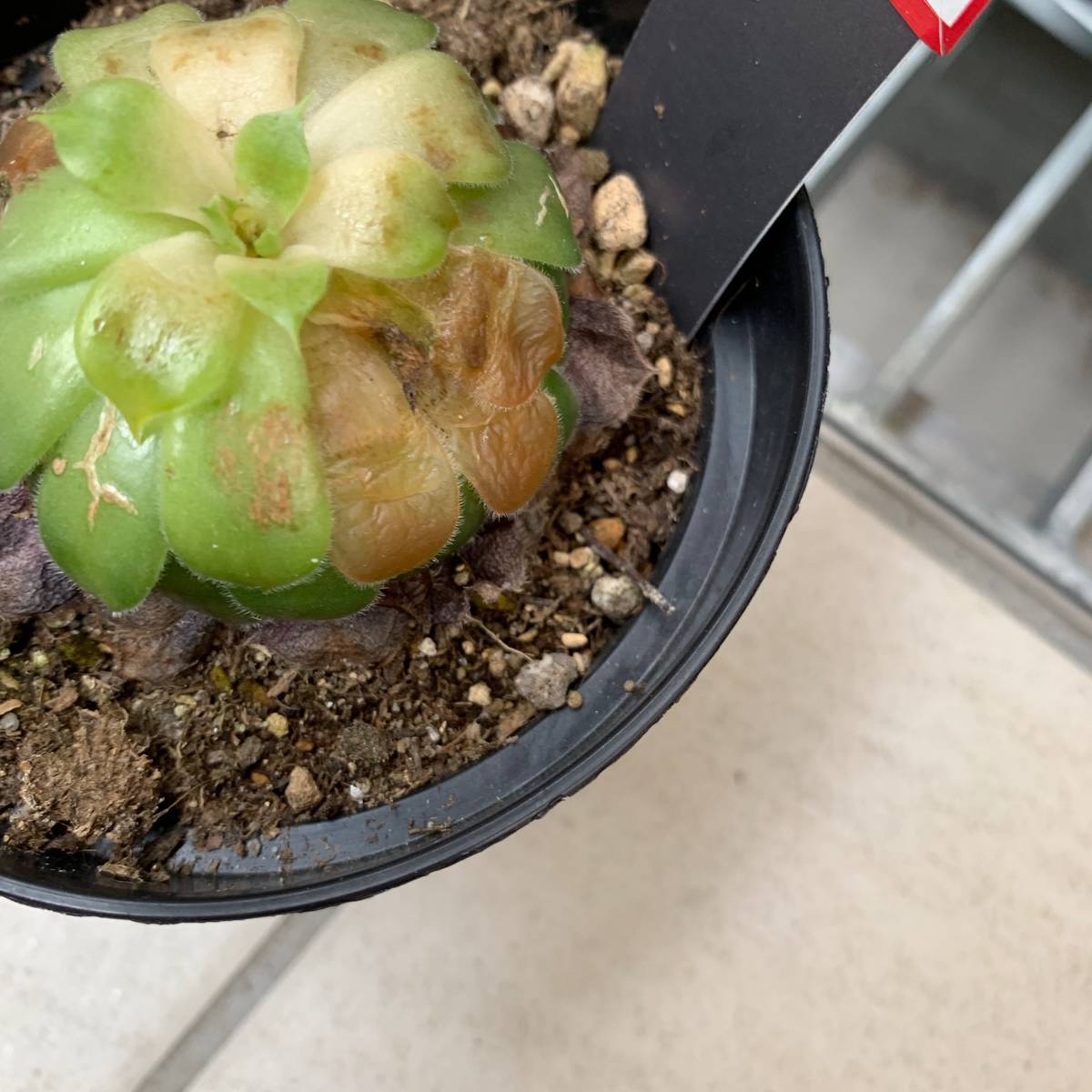 f:id:mashley_slt:20190721220804j:plain f:id:mashley_slt:20190721220804j:plain