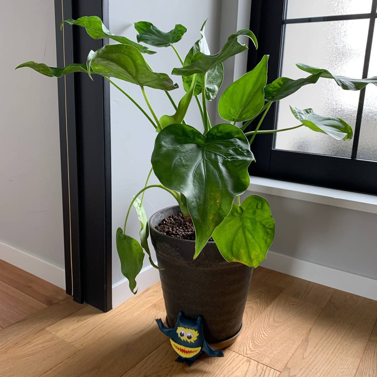 f:id:mashley_slt:20190721223121j:plain f:id:mashley_slt:20190721223121j:plain