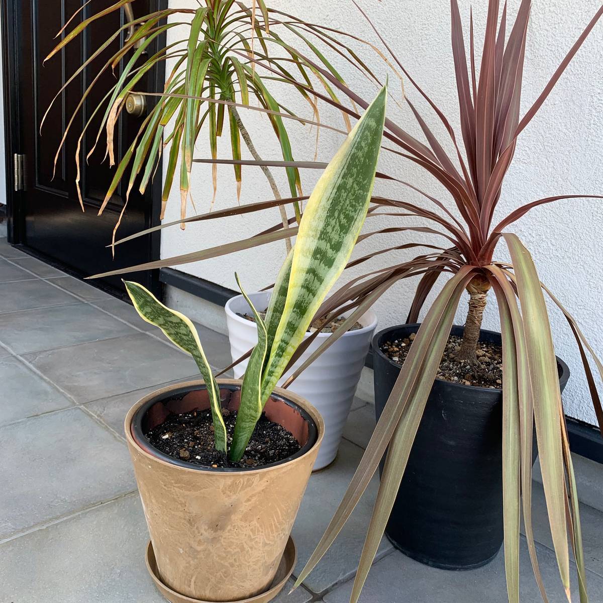 f:id:mashley_slt:20190915204358j:plain f:id:mashley_slt:20190915204358j:plain