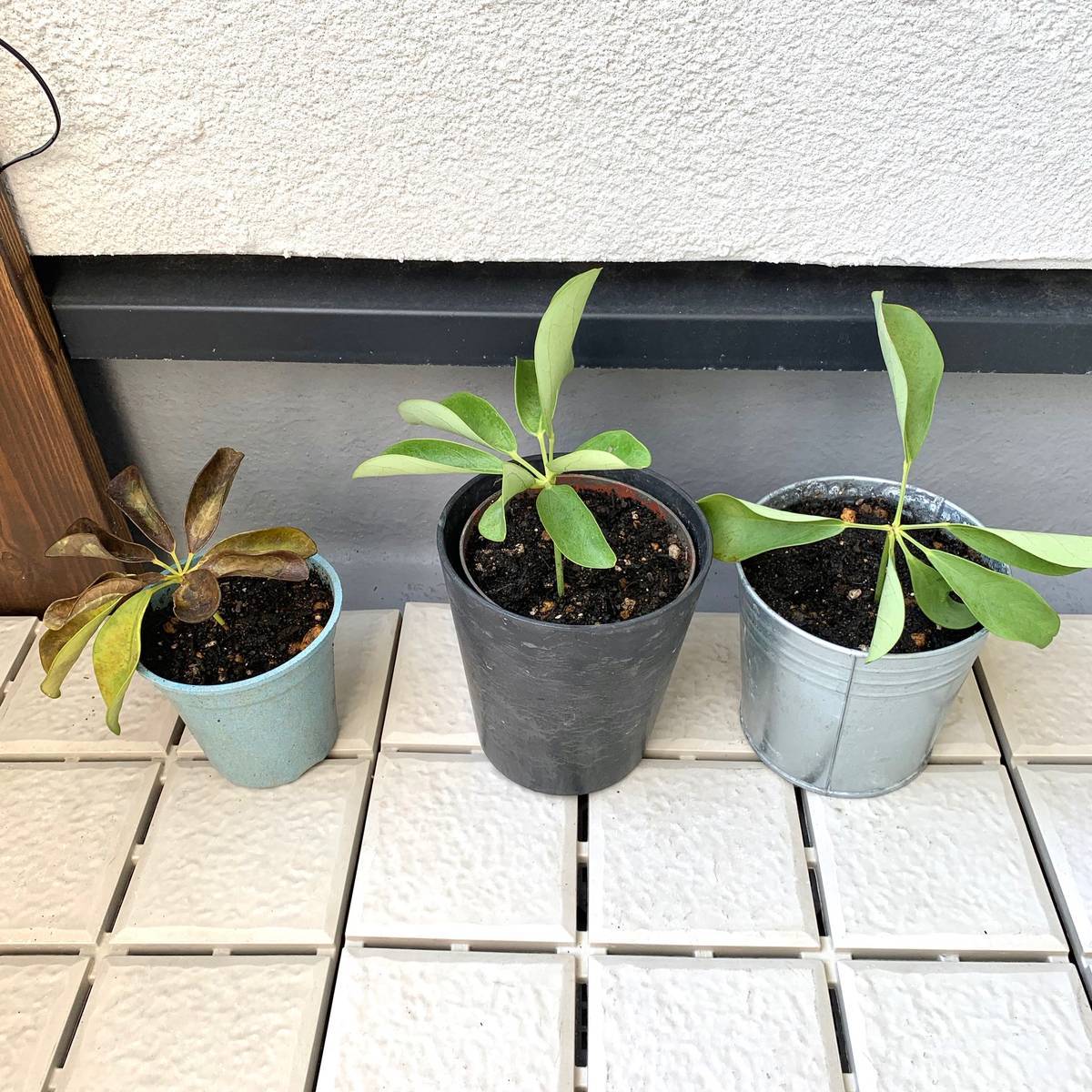 f:id:mashley_slt:20190915205805j:plain f:id:mashley_slt:20190915205805j:plain