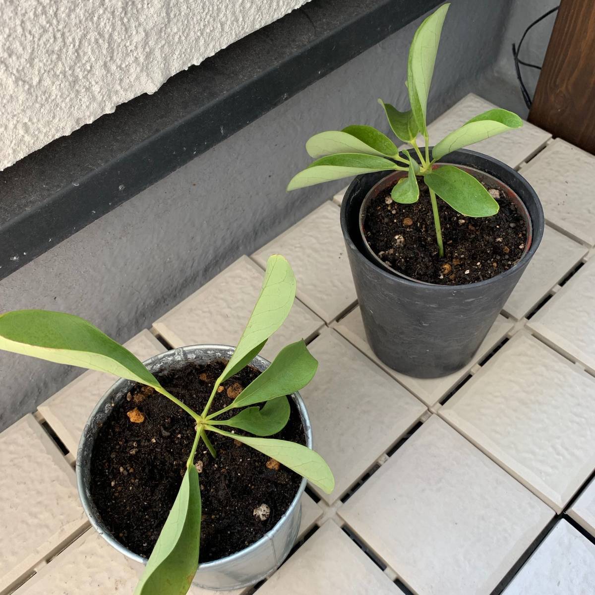 f:id:mashley_slt:20190915205944j:plain f:id:mashley_slt:20190915205944j:plain