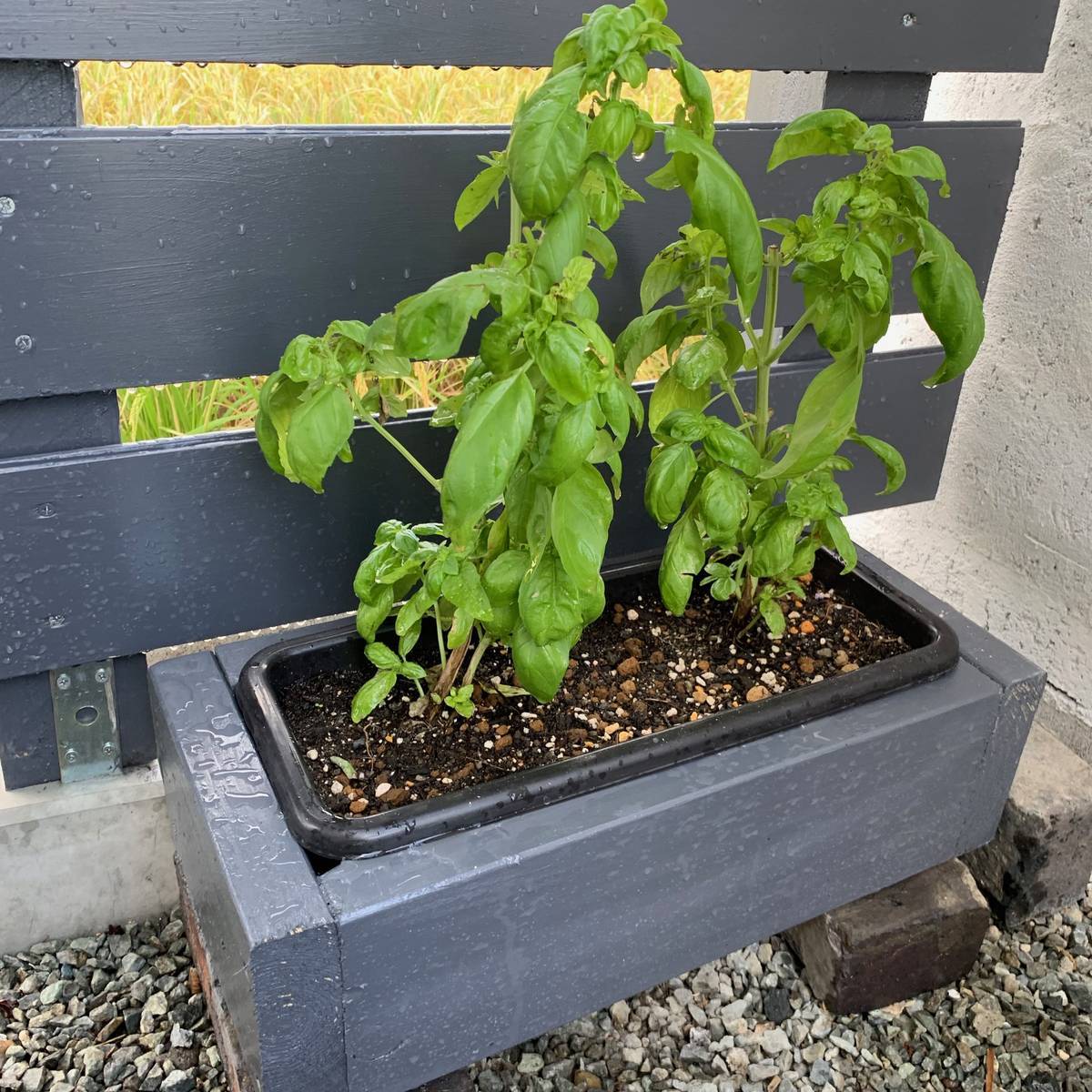 f:id:mashley_slt:20190925202339j:plain