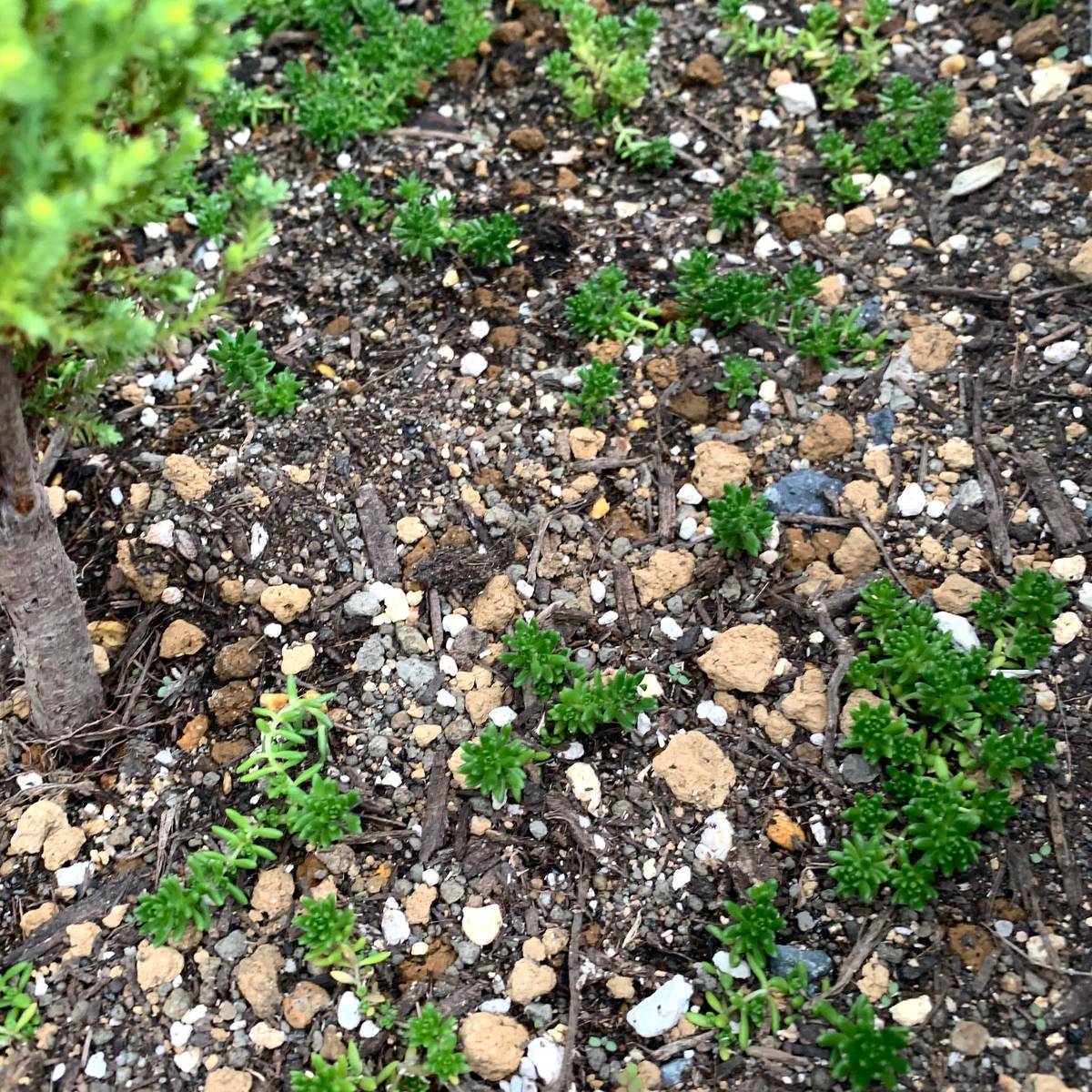 f:id:mashley_slt:20191006232400j:plain