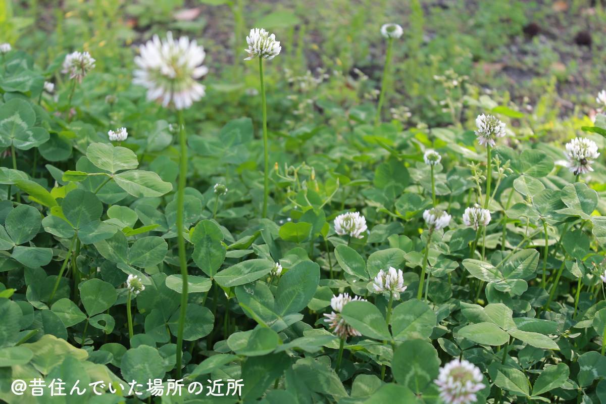 f:id:mashley_slt:20191007120437j:plain