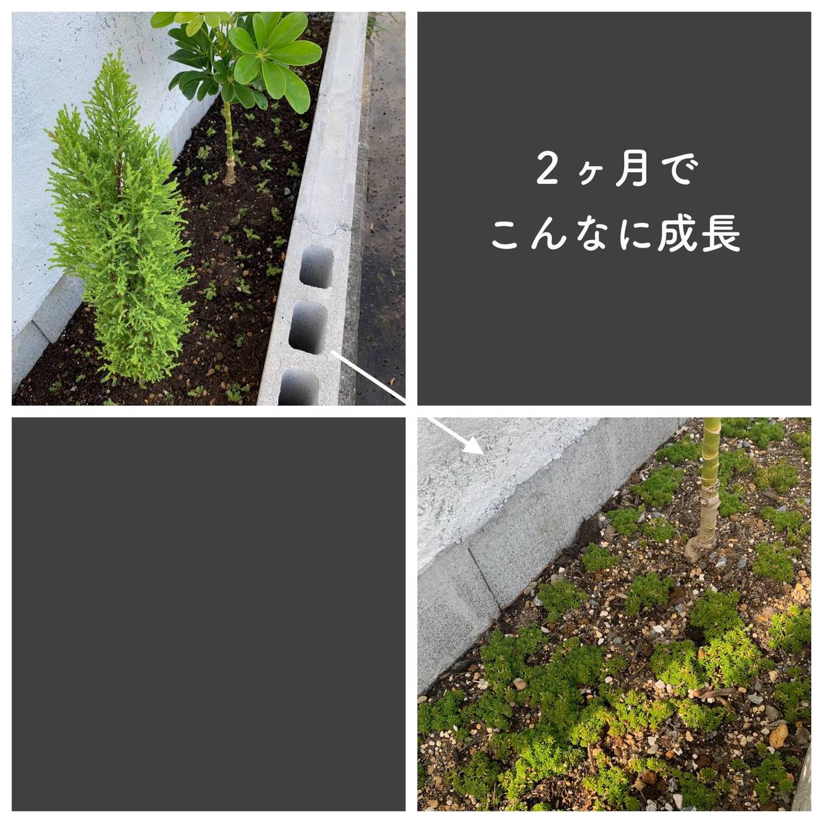 f:id:mashley_slt:20191110174439j:plain f:id:mashley_slt:20191110174439j:plain