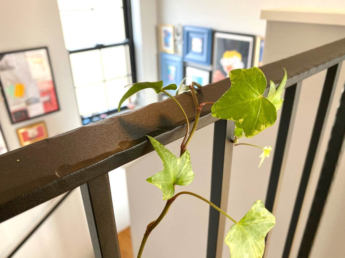 f:id:mashley_slt:20210211172133j:plain