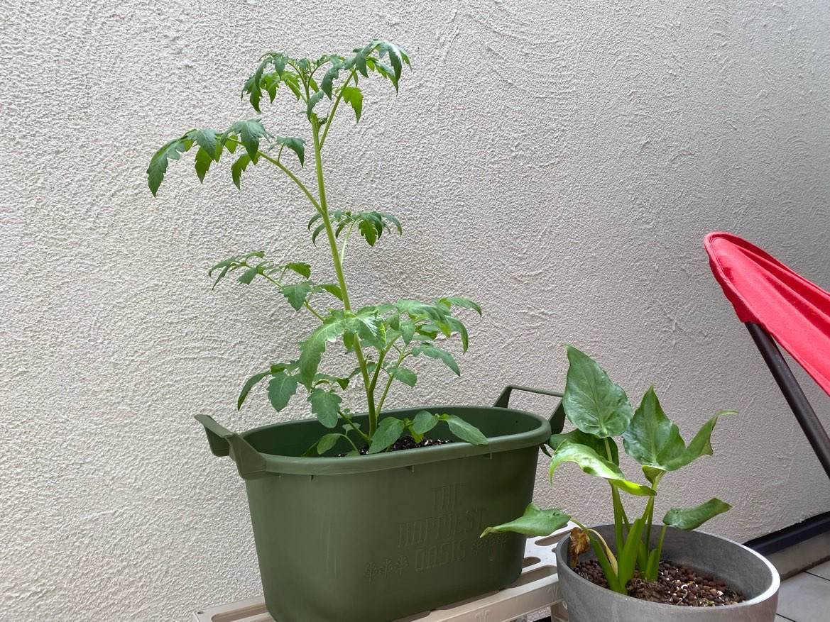 f:id:mashley_slt:20210618171924j:plain