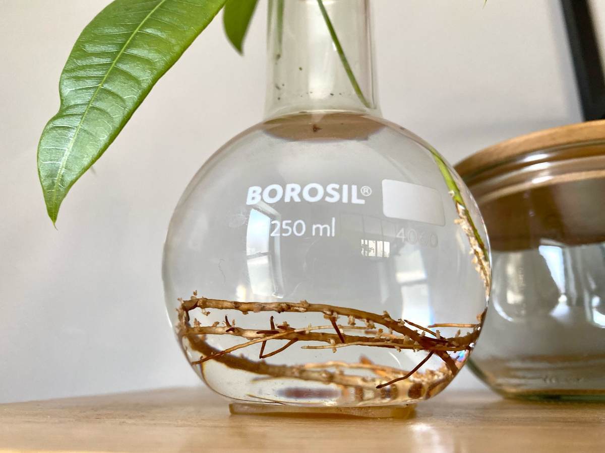 パキラは水挿しで簡単に増殖 元 植物枯らし屋の家がパキラでいっぱいになった話 北欧ミッドセンチュリーの家づくり