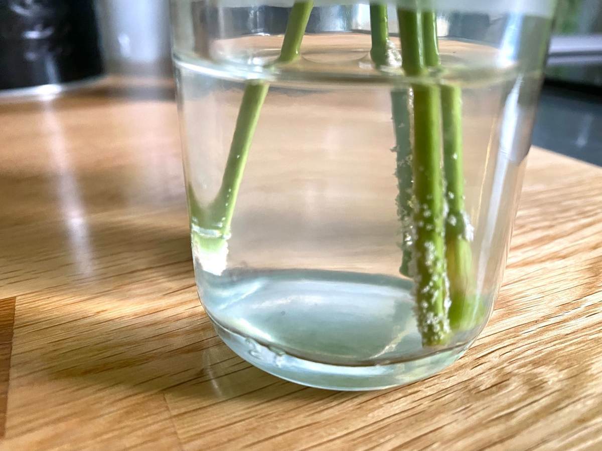 パキラは水挿しで簡単に増殖 元 植物枯らし屋の家がパキラでいっぱいになった話 北欧ミッドセンチュリーの家づくり