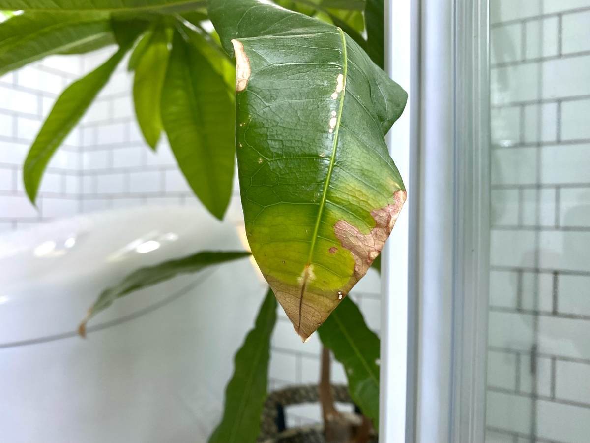 パキラは水挿しで簡単に増殖 元 植物枯らし屋の家がパキラでいっぱいになった話 北欧ミッドセンチュリーの家づくり