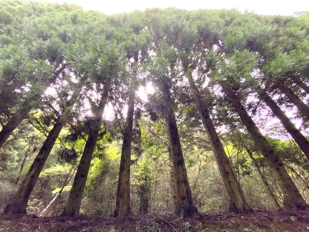 f:id:mashley_slt:20210917011709j:plain