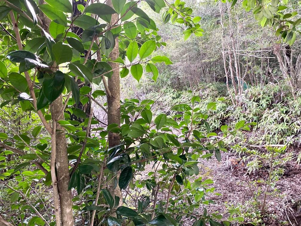 f:id:mashley_slt:20210917013414j:plain