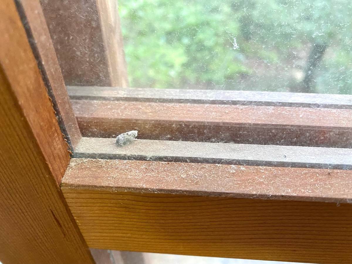 f:id:mashley_slt:20210917021743j:plain