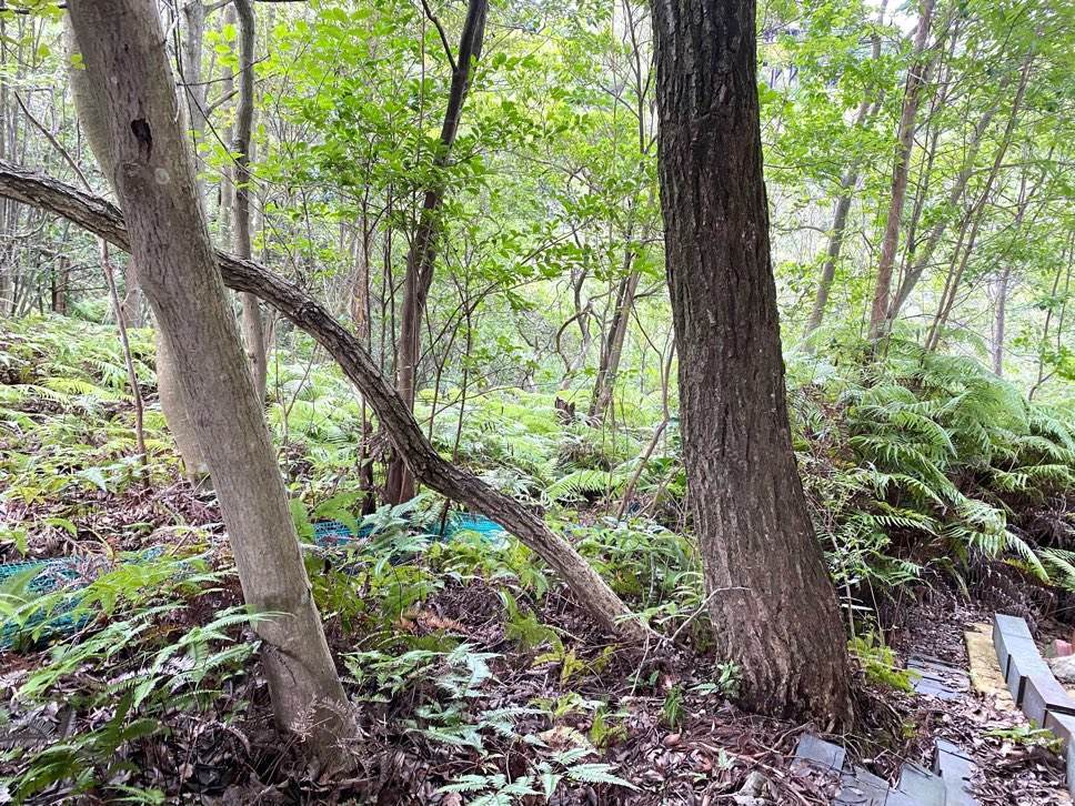 f:id:mashley_slt:20210930111053j:plain