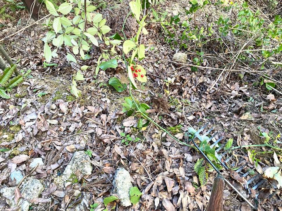 f:id:mashley_slt:20210930115034j:plain