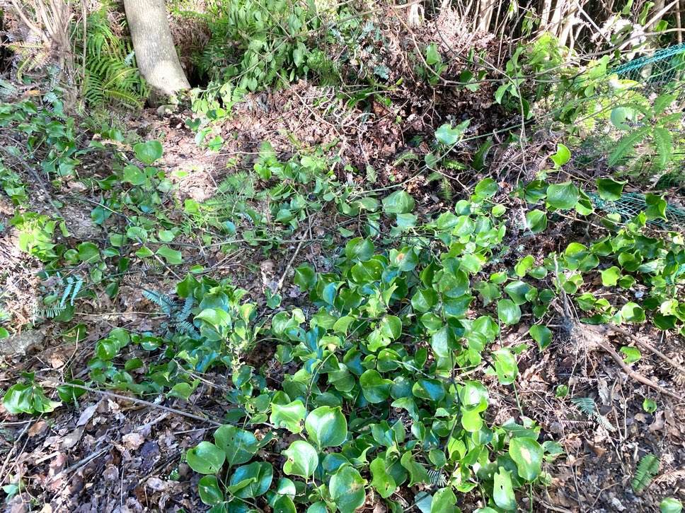 f:id:mashley_slt:20210930115130j:plain