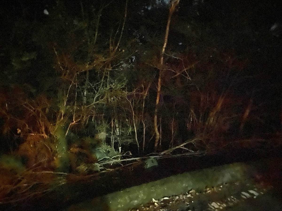 f:id:mashley_slt:20211007234539j:plain