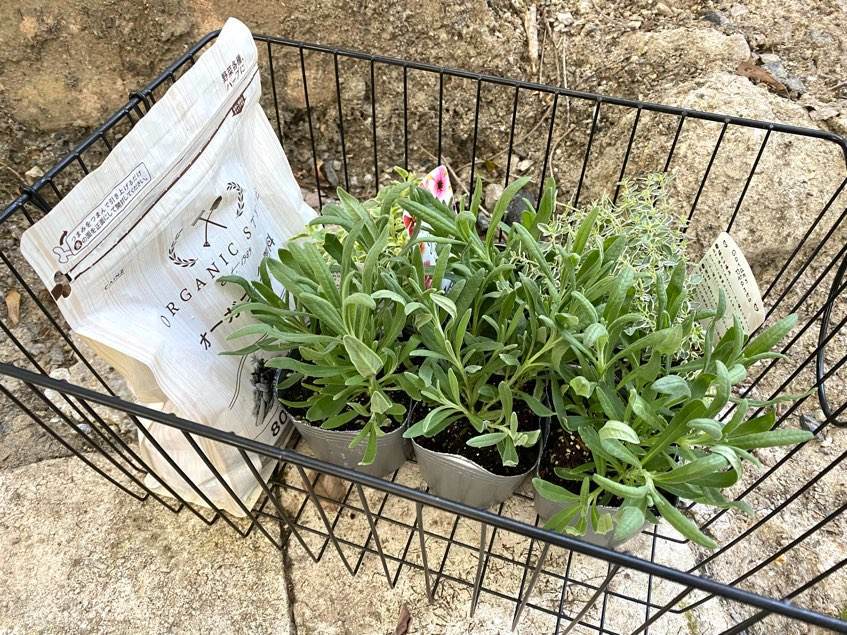 f:id:mashley_slt:20211008000511j:plain