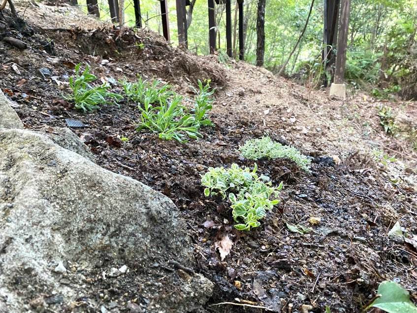 f:id:mashley_slt:20211008000841j:plain