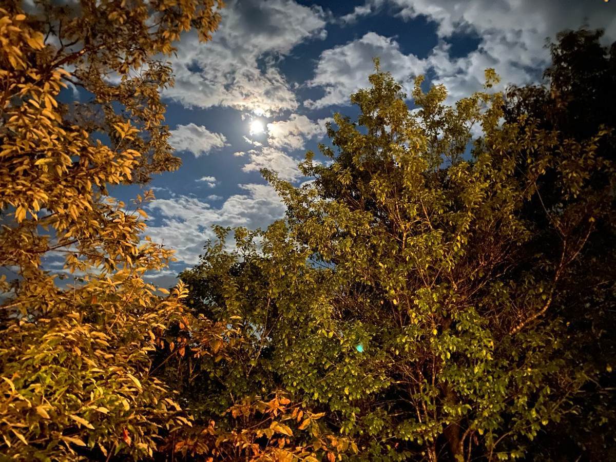 f:id:mashley_slt:20211029180521j:plain